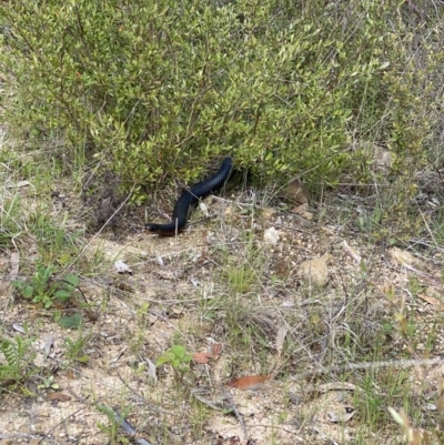 Pseudechis porphyriacus (Red-bellied Black Snake) at Cotter River, ACT - 20 Oct 2022 by tjwells