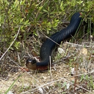 Pseudechis porphyriacus at Cotter River, ACT - 20 Oct 2022