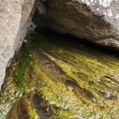 Limnodynastes dumerilii (Eastern Banjo Frog) at Lake Tuggeranong - 20 Oct 2022 by NathanaelC