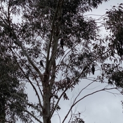 Callocephalon fimbriatum (Gang-gang Cockatoo) at Cotter River, ACT - 19 Oct 2022 by tjwells