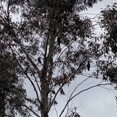 Callocephalon fimbriatum (Gang-gang Cockatoo) at Cotter River, ACT - 20 Oct 2022 by tjwells