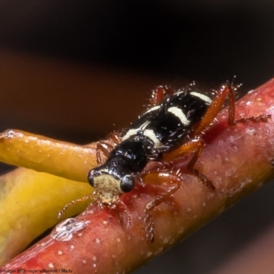 Lemidia nitens (A clerid beetle) at Bruce, ACT - 18 Oct 2022 by Roger