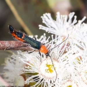 Melyridae (family) at Bruce, ACT - 19 Oct 2022 11:05 AM