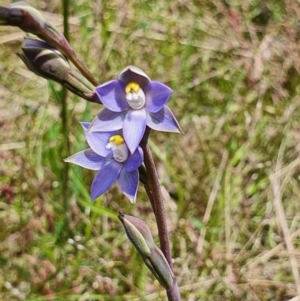 Thelymitra sp. (pauciflora complex) at Gundaroo, NSW - 19 Oct 2022