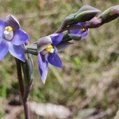 Thelymitra sp. (pauciflora complex) at Gundaroo, NSW - 19 Oct 2022