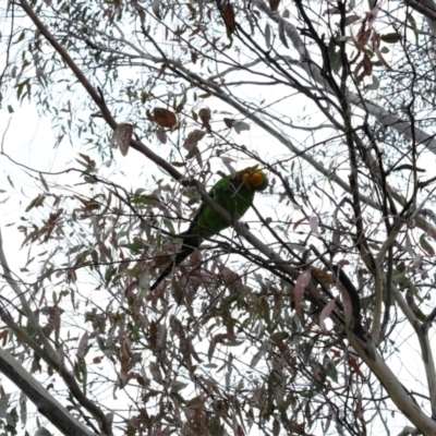 Polytelis swainsonii (Superb Parrot) at Yerrabi Pond - 20 Oct 2022 by TrishGungahlin