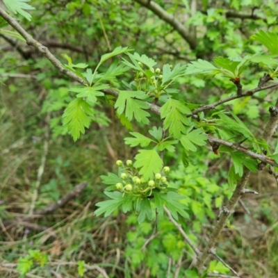 Crataegus monogyna (Hawthorn) at Isaacs, ACT - 20 Oct 2022 by Mike