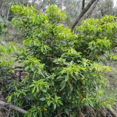 Pittosporum undulatum (sweet pittosporum) at Isaacs, ACT - 20 Oct 2022 by Mike