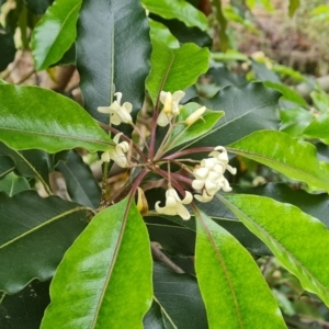 Pittosporum undulatum at Isaacs, ACT - 20 Oct 2022 03:35 PM