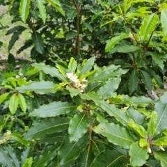 Pittosporum undulatum at Isaacs, ACT - 20 Oct 2022 03:35 PM