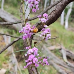 Glycine clandestina (Twining Glycine) at Isaacs Ridge - 20 Oct 2022 by Mike