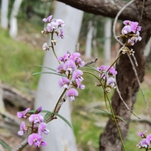 Glycine clandestina at Isaacs, ACT - 20 Oct 2022