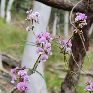 Glycine clandestina at Isaacs, ACT - 20 Oct 2022 03:19 PM
