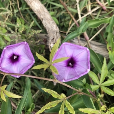 Ipomoea cairica (Coastal Morning Glory, Mile a Minute) at Lilli Pilli, NSW - 18 Oct 2022 by MattFox