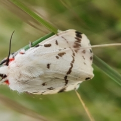 Ardices canescens (Dark-spotted Tiger Moth) at Isaacs, ACT - 20 Oct 2022 by Mike