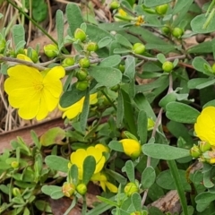 Hibbertia obtusifolia (Grey Guinea-flower) at Isaacs, ACT - 20 Oct 2022 by Mike