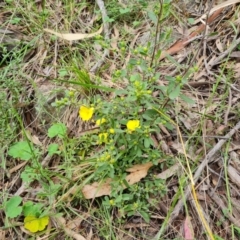 Hibbertia obtusifolia at Isaacs, ACT - 20 Oct 2022