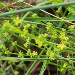 Galium gaudichaudii at Isaacs, ACT - 20 Oct 2022