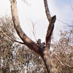 Callocephalon fimbriatum (Gang-gang Cockatoo) at Molonglo Valley, ACT - 18 Oct 2022 by CathB