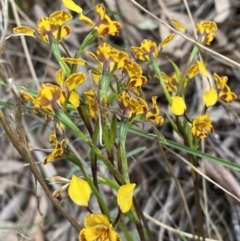 Diuris pardina (Leopard Doubletail) at Queanbeyan West, NSW - 19 Oct 2022 by SteveBorkowskis