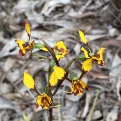 Diuris pardina (Leopard Doubletail) at Queanbeyan West, NSW - 19 Oct 2022 by Steve_Bok