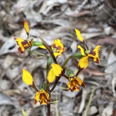 Diuris pardina (Leopard Doubletail) at Queanbeyan West, NSW - 19 Oct 2022 by SteveBorkowskis