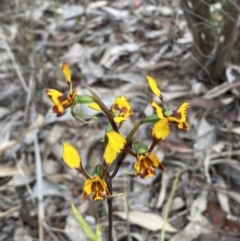 Diuris pardina at Queanbeyan West, NSW - 19 Oct 2022