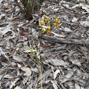 Diuris pardina at Queanbeyan West, NSW - 19 Oct 2022