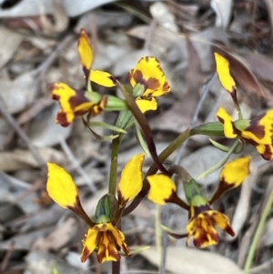 Diuris pardina at Queanbeyan West, NSW - 19 Oct 2022