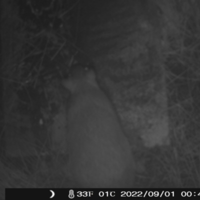 Perameles nasuta (Long-nosed Bandicoot) at Booth, ACT - 1 Sep 2022 by heatherb1997