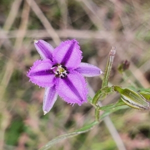 Thysanotus patersonii at Gundaroo, NSW - 19 Oct 2022