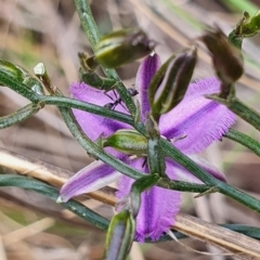 Thysanotus patersonii at Gundaroo, NSW - 19 Oct 2022