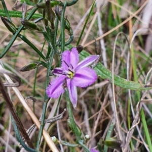 Thysanotus patersonii at Gundaroo, NSW - 19 Oct 2022