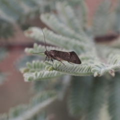 Leistomorpha brontoscopa (A concealer moth) at Booth, ACT - 19 Oct 2022 by RAllen