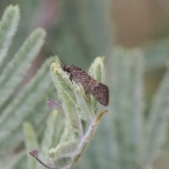 Leistomorpha brontoscopa at Booth, ACT - 19 Oct 2022 11:16 AM