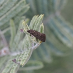 Leistomorpha brontoscopa at Booth, ACT - 19 Oct 2022