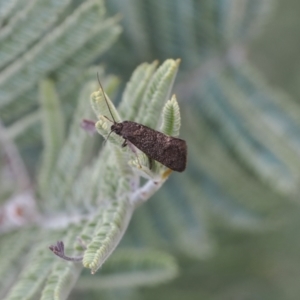 Leistomorpha brontoscopa at Booth, ACT - 19 Oct 2022