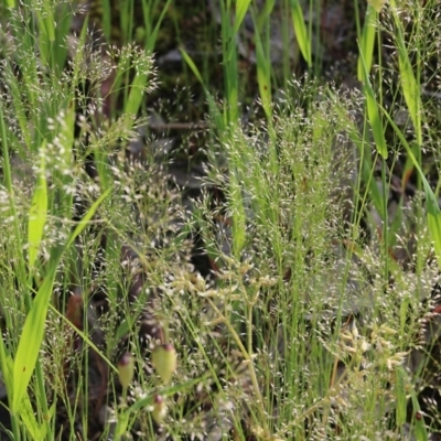 Aira elegantissima (Delicate Hairgrass) at Glenroy, NSW - 19 Oct 2022 by KylieWaldon