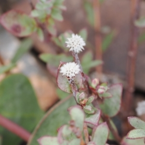 Pimelea sp. at Booth, ACT - 19 Oct 2022