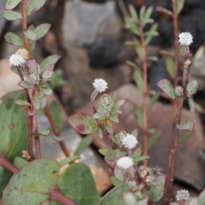 Pimelea sp. at Booth, ACT - 19 Oct 2022