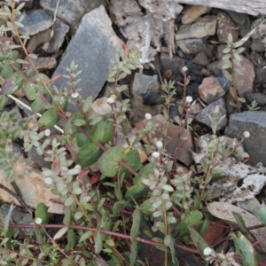 Pimelea sp. at Booth, ACT - 19 Oct 2022