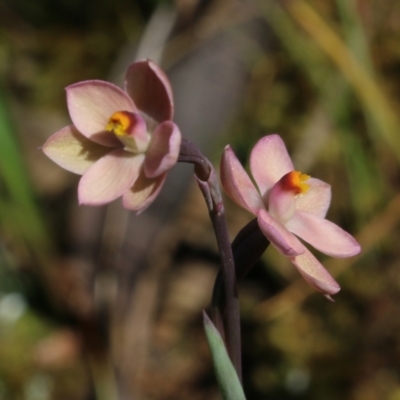 Thelymitra carnea (Tiny Sun Orchid) at Albury, NSW - 19 Oct 2022 by KylieWaldon