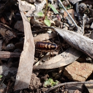 Robshelfordia simplex at Aranda, ACT - 16 Oct 2022 04:29 PM