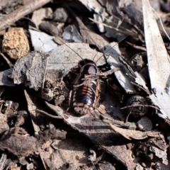 Robshelfordia simplex at Aranda, ACT - 16 Oct 2022 04:29 PM