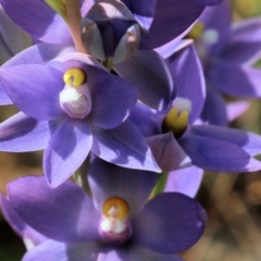 Unidentified Orchid at Glenroy, NSW - 19 Oct 2022 by KylieWaldon