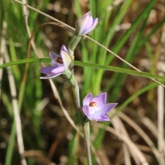 Thelymitra sp. (pauciflora complex) at Albury, NSW - 19 Oct 2022 by KylieWaldon