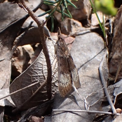 Uresiphita ornithopteralis (Tree Lucerne Moth) at Molonglo Valley, ACT - 16 Oct 2022 by CathB