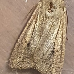 Mythimna (Pseudaletia) convecta at Gundaroo, NSW - 18 Oct 2022