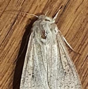 Mythimna (Pseudaletia) convecta at Gundaroo, NSW - 18 Oct 2022