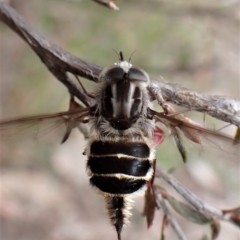 Trichophthalma laetilinea (Tangled Vein Fly) at Aranda Bushland - 18 Oct 2022 by CathB